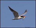 _9SB9886 caspian tern with fish